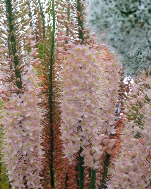 Эремурус гибриды руйтера Романс / Eremurus Ruiter Hybrids Romance — фото 3