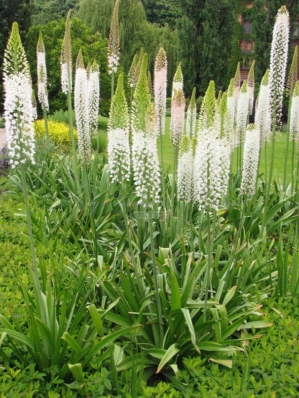 Эремурус мощный / Eremurus robustus — фото 2