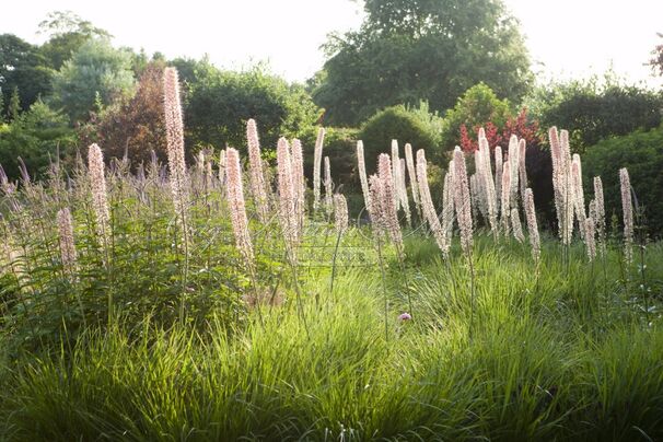 Эремурус мощный / Eremurus robustus — фото 3