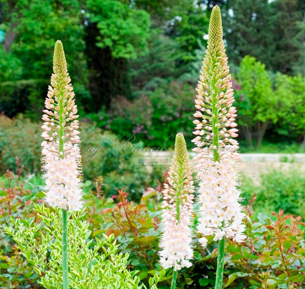 Эремурус мощный / Eremurus robustus — фото 5