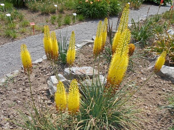 Эремурус узколистный / Eremurus stenophyllus — фото 3