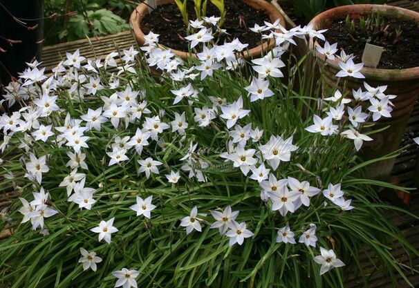 Ифейон одноцветковый / Ipheion uniflorum — фото 2