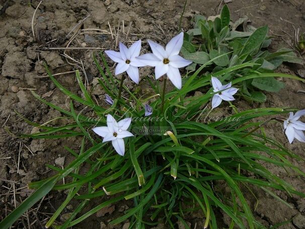 Ифейон одноцветковый / Ipheion uniflorum — фото 3