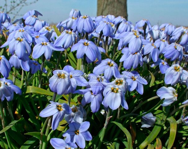 Ифейон одноцветковый Джесси / Ipheion uniflorum Jessie — фото 3