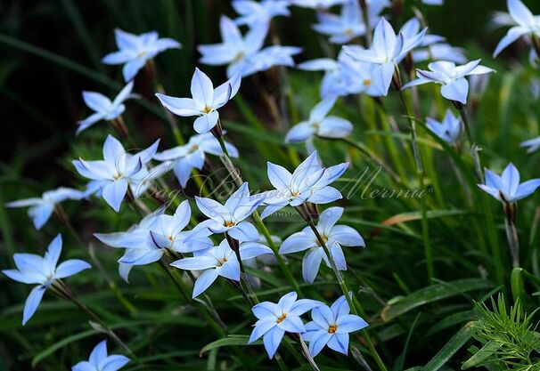 Ифейон одноцветковый Висли Блю / Ipheion uniflorum Wisley Blue — фото 2