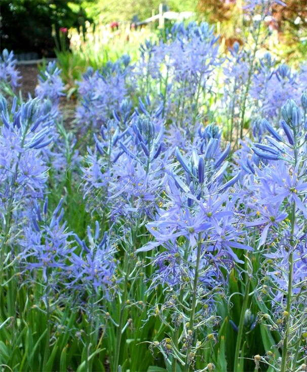 Камассия Кузика / Camassia cusickii — фото 2