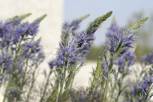 Камассия Кузика / Camassia cusickii — фото 3