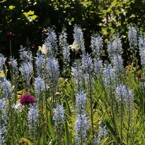 Камассия Кузика / Camassia cusickii — фото 4