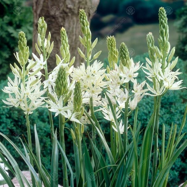 Камассия Лейхтлина Альба / Camassia leichtlinii Alba — фото 2