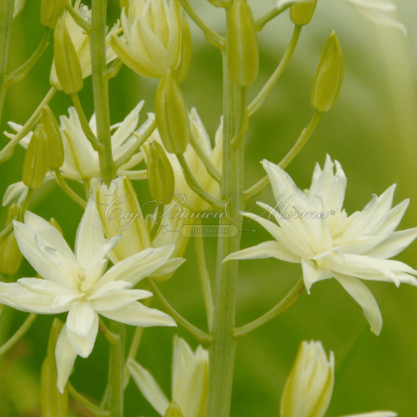 Камассия Лейхтлина Альба / Camassia leichtlinii Alba — фото 3