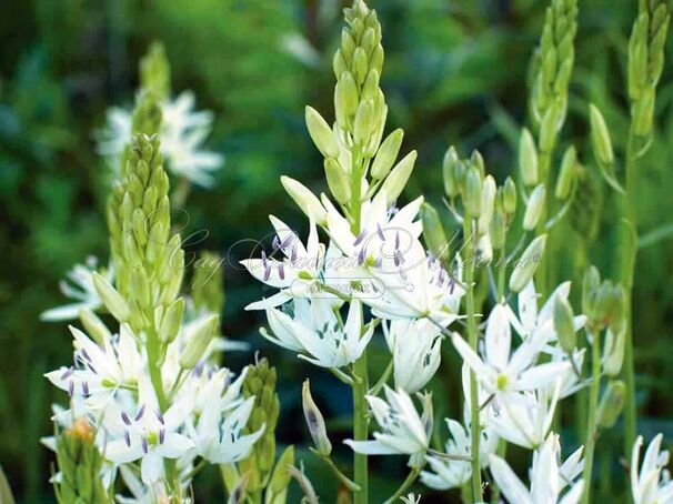 Камассия Лейхтлина Альба / Camassia leichtlinii Alba — фото 4