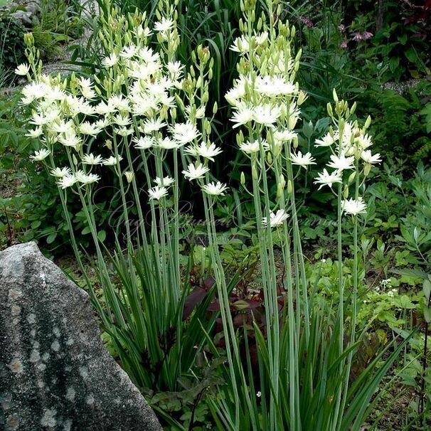 Камассия Лейхтлина Альба / Camassia leichtlinii Alba — фото 5