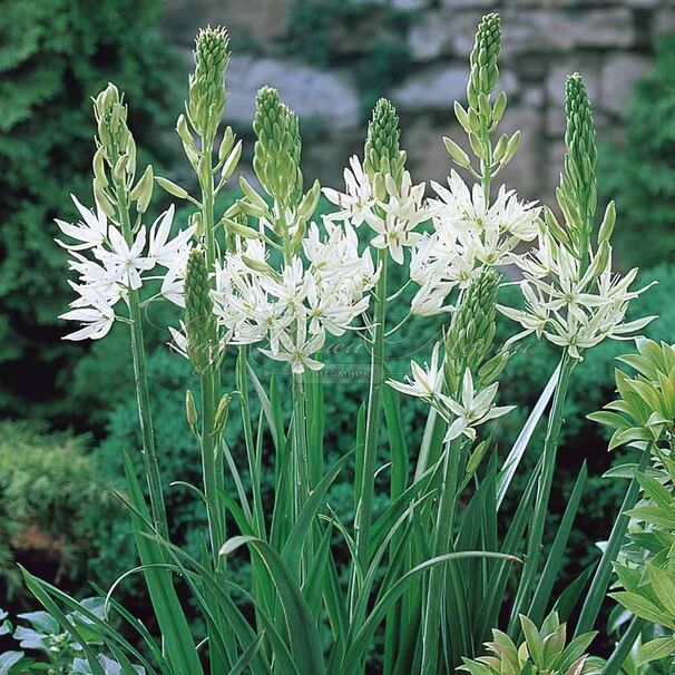 Камассия Лейхтлина Альба / Camassia leichtlinii Alba — фото 6