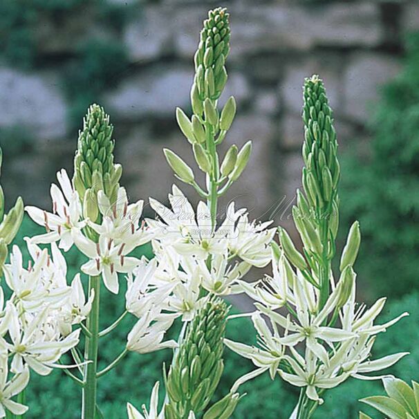 Камассия Лейхтлина Альба / Camassia leichtlinii Alba — фото 7