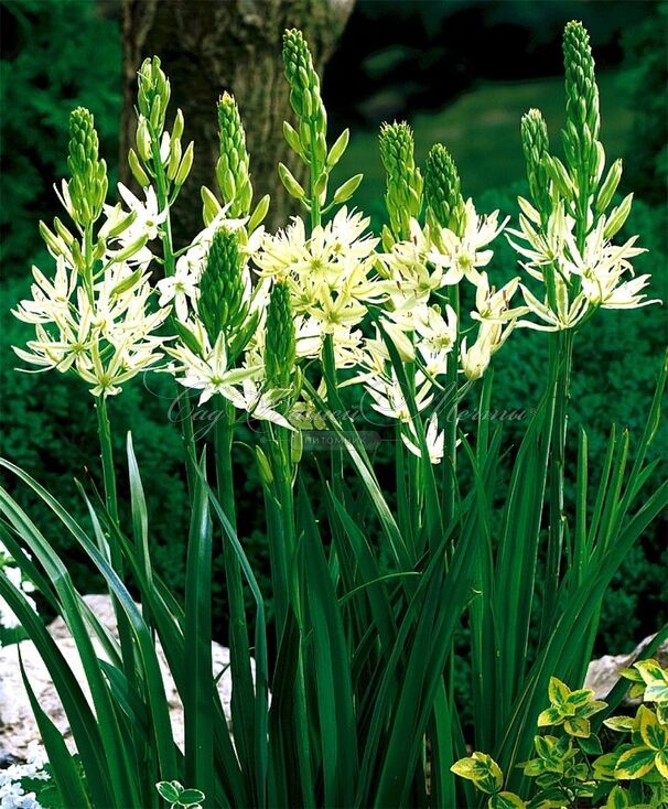 Камассия Лейхтлина Альба / Camassia leichtlinii Alba — фото 8