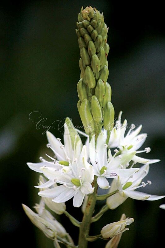 Камассия Лейхтлина Альба / Camassia leichtlinii Alba — фото 9