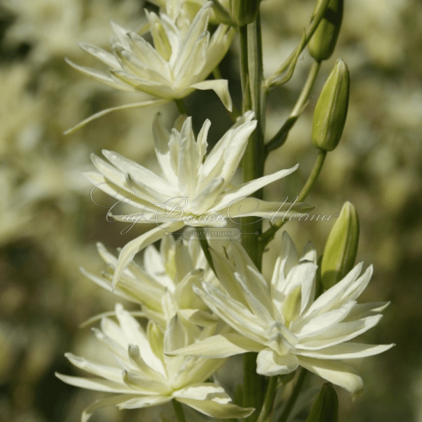 Камассия Лейхтлина Альба / Camassia leichtlinii Alba — фото 10