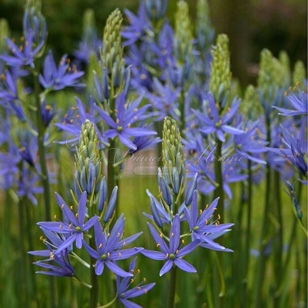 Камассия Лейхтлина Каерулеа / Camassia leichtlinii Caerulea — фото 2