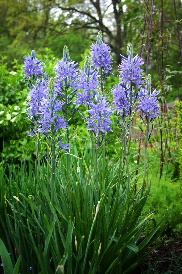 Камассия Лейхтлина Каерулеа / Camassia leichtlinii Caerulea — фото 3