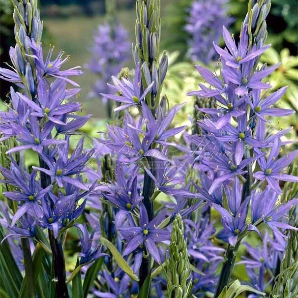 Камассия Лейхтлина Каерулеа / Camassia leichtlinii Caerulea — фото 5