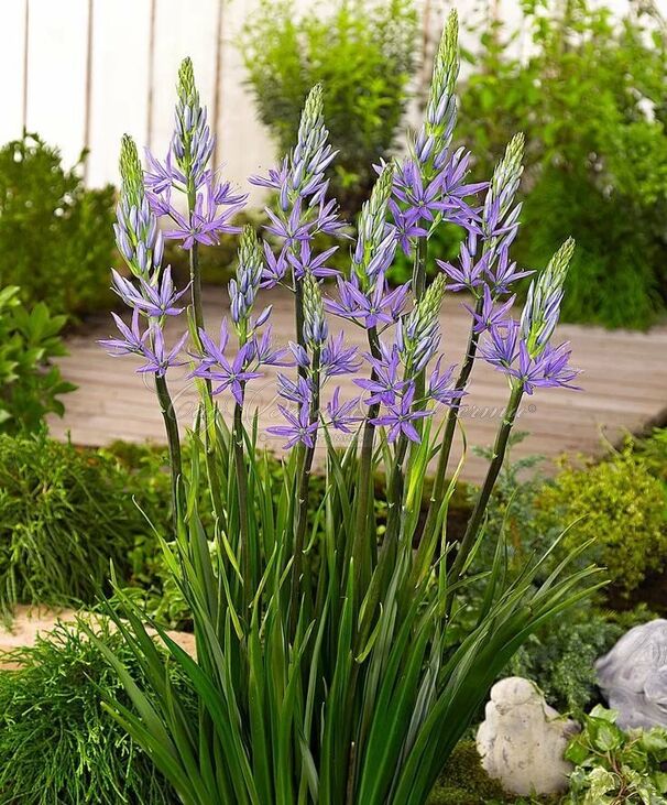 Камассия Лейхтлина Каерулеа / Camassia leichtlinii Caerulea — фото 8