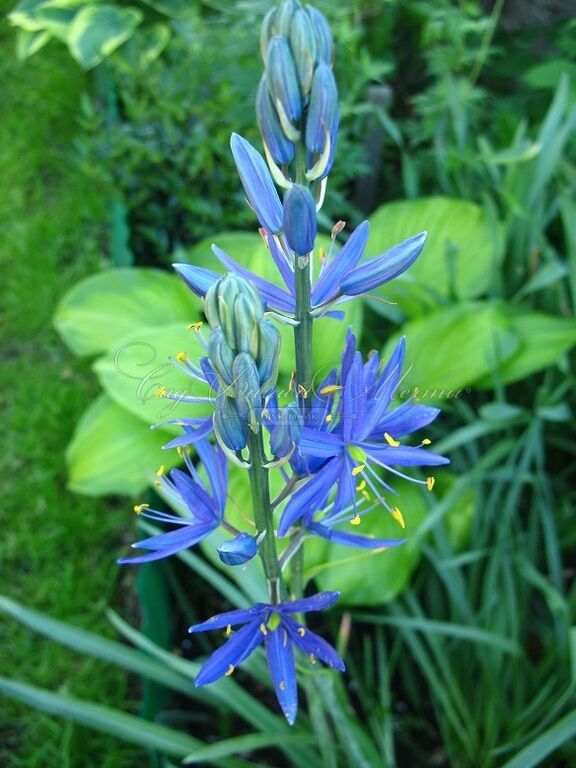 Камассия Лейхтлина Каерулеа / Camassia leichtlinii Caerulea — фото 9