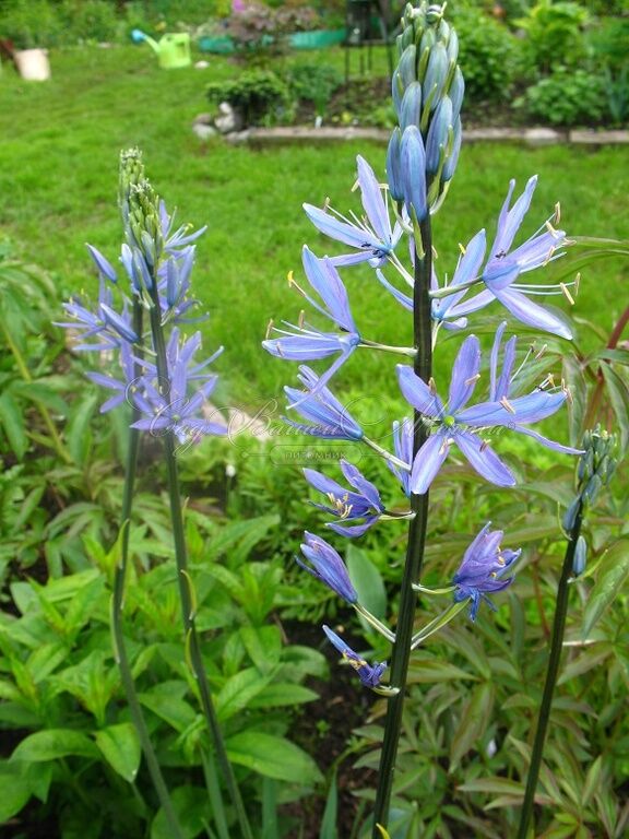 Камассия Лейхтлина Каерулеа / Camassia leichtlinii Caerulea — фото 10