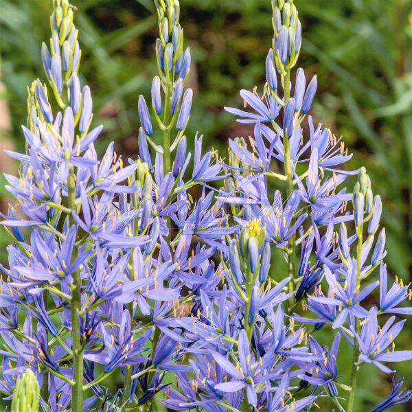 Камассия Лейхтлина Каерулеа / Camassia leichtlinii Caerulea — фото 11