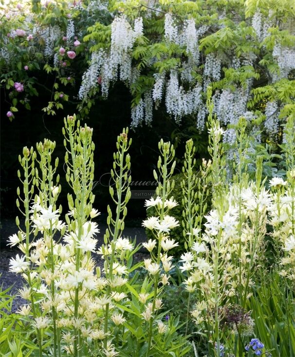 Камассия Лейхтлина Семиплена / Camassia leichtlinii Semiplena — фото 2