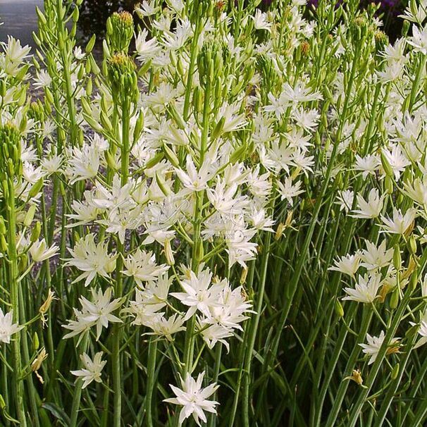 Камассия Лейхтлина Семиплена / Camassia leichtlinii Semiplena — фото 3