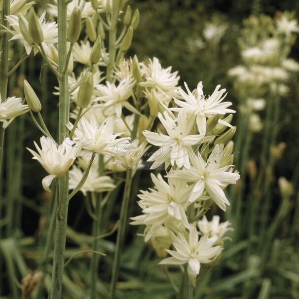 Камассия Лейхтлина Семиплена / Camassia leichtlinii Semiplena — фото 4