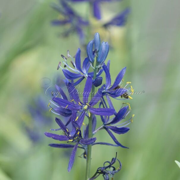 Камассия квамаш / Camassia quamash — фото 2