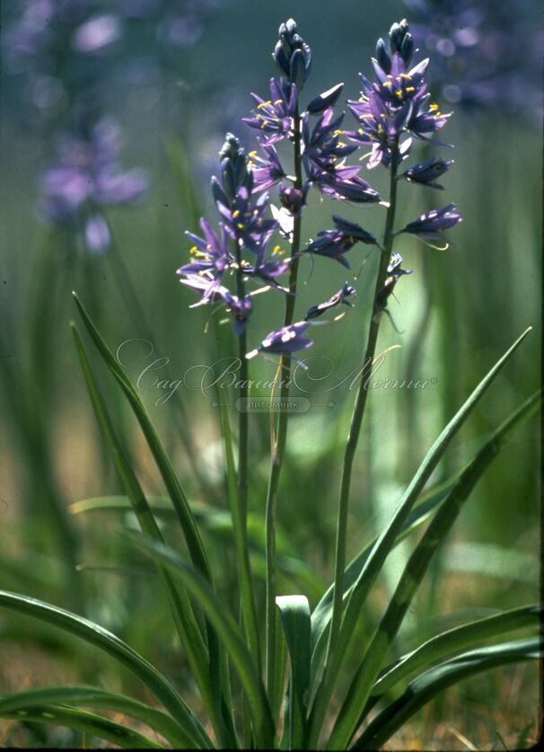 Камассия квамаш / Camassia quamash — фото 3