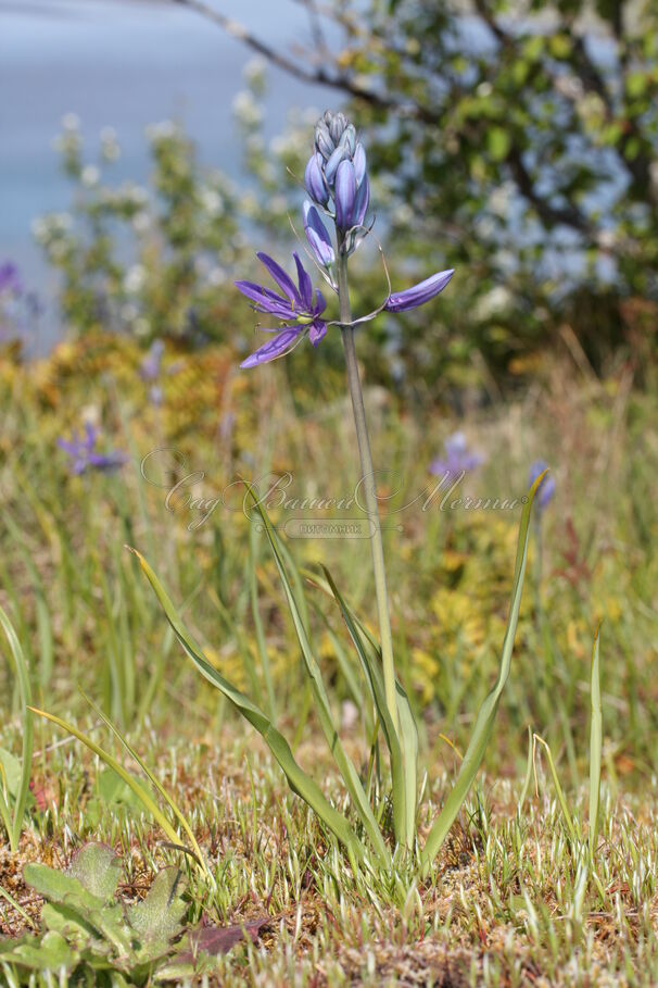 Камассия квамаш / Camassia quamash — фото 4