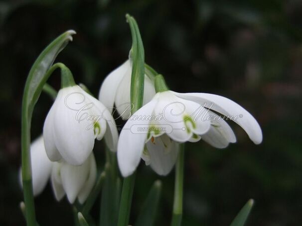 Подснежник Флор Плено / Galanthus Flore Pleno — фото 2