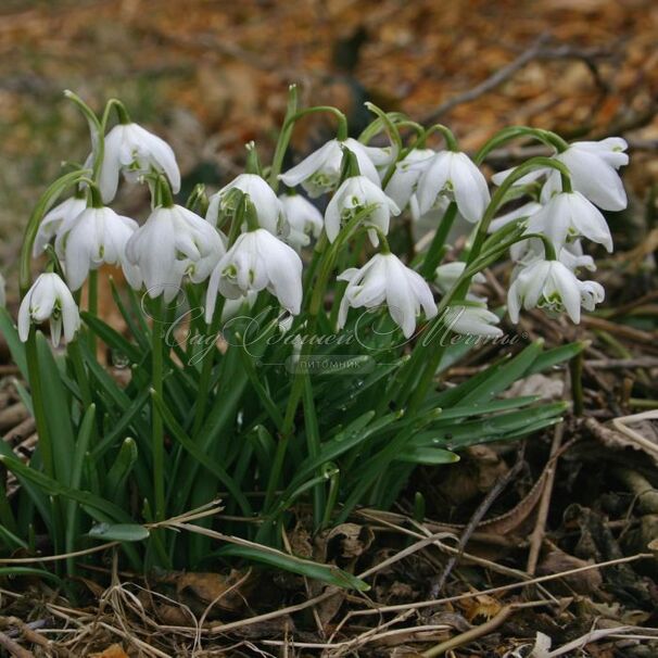 Подснежник Флор Плено / Galanthus Flore Pleno — фото 3