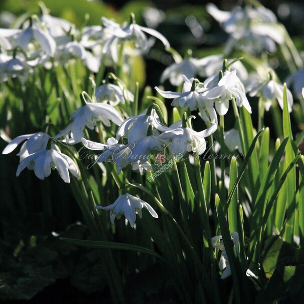 Подснежник Флор Плено / Galanthus Flore Pleno — фото 4