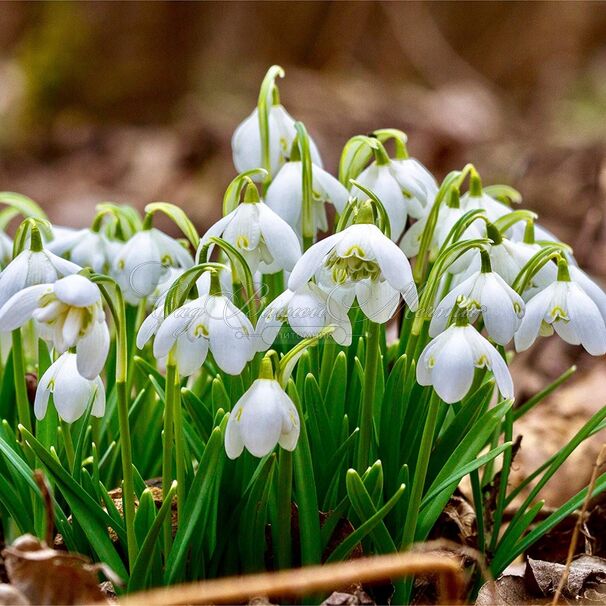 Подснежник Флор Плено / Galanthus Flore Pleno — фото 6