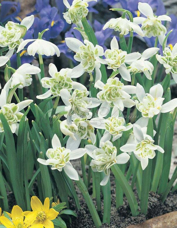 Подснежник Флор Плено / Galanthus Flore Pleno — фото 7