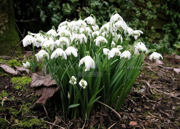 Подснежник Флор Плено / Galanthus Flore Pleno — фото 8