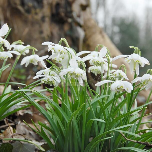 Подснежник Флор Плено / Galanthus Flore Pleno — фото 9