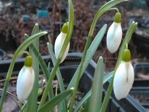 Подснежник белоснежный / Galanthus nivalis — фото 2