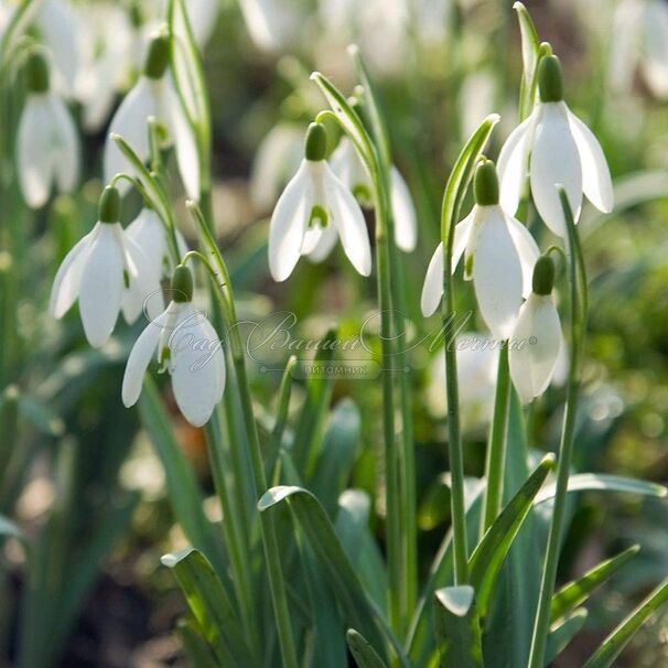 Подснежник белоснежный / Galanthus nivalis — фото 3