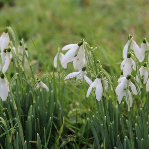 Подснежник белоснежный / Galanthus nivalis — фото 4