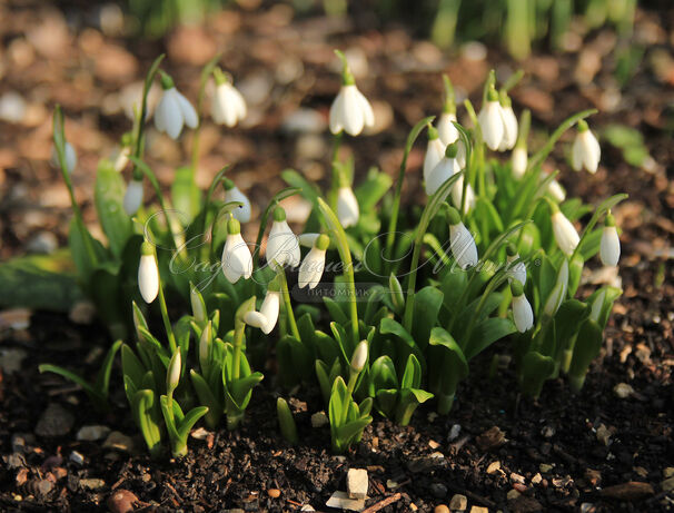 Подснежник Воронова / Galanthus woronowii — фото 2