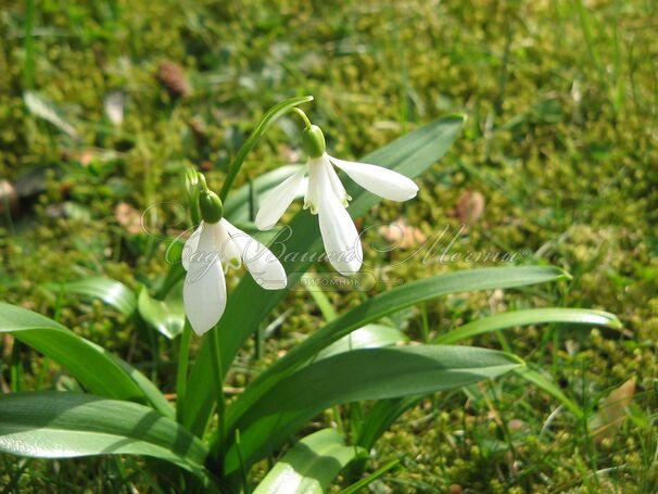 Подснежник Воронова / Galanthus woronowii — фото 3