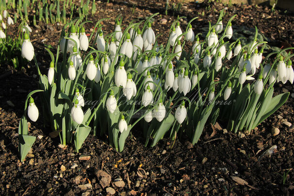 Подснежник Эльвеса / Galanthus elwesii — фото 2