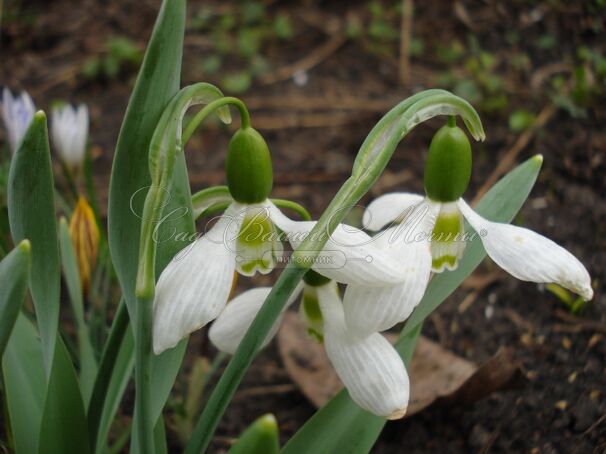 Подснежник Эльвеса / Galanthus elwesii — фото 4