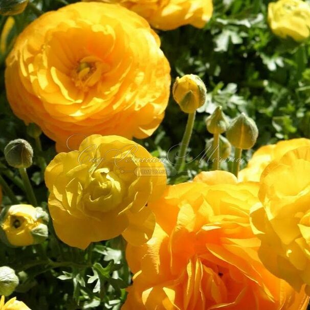 Лютик (Ранункулюс) желтый / Ranunculus Yellow — фото 2