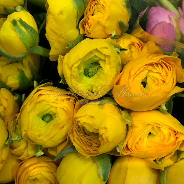 Лютик (Ранункулюс) желтый / Ranunculus Yellow — фото 4